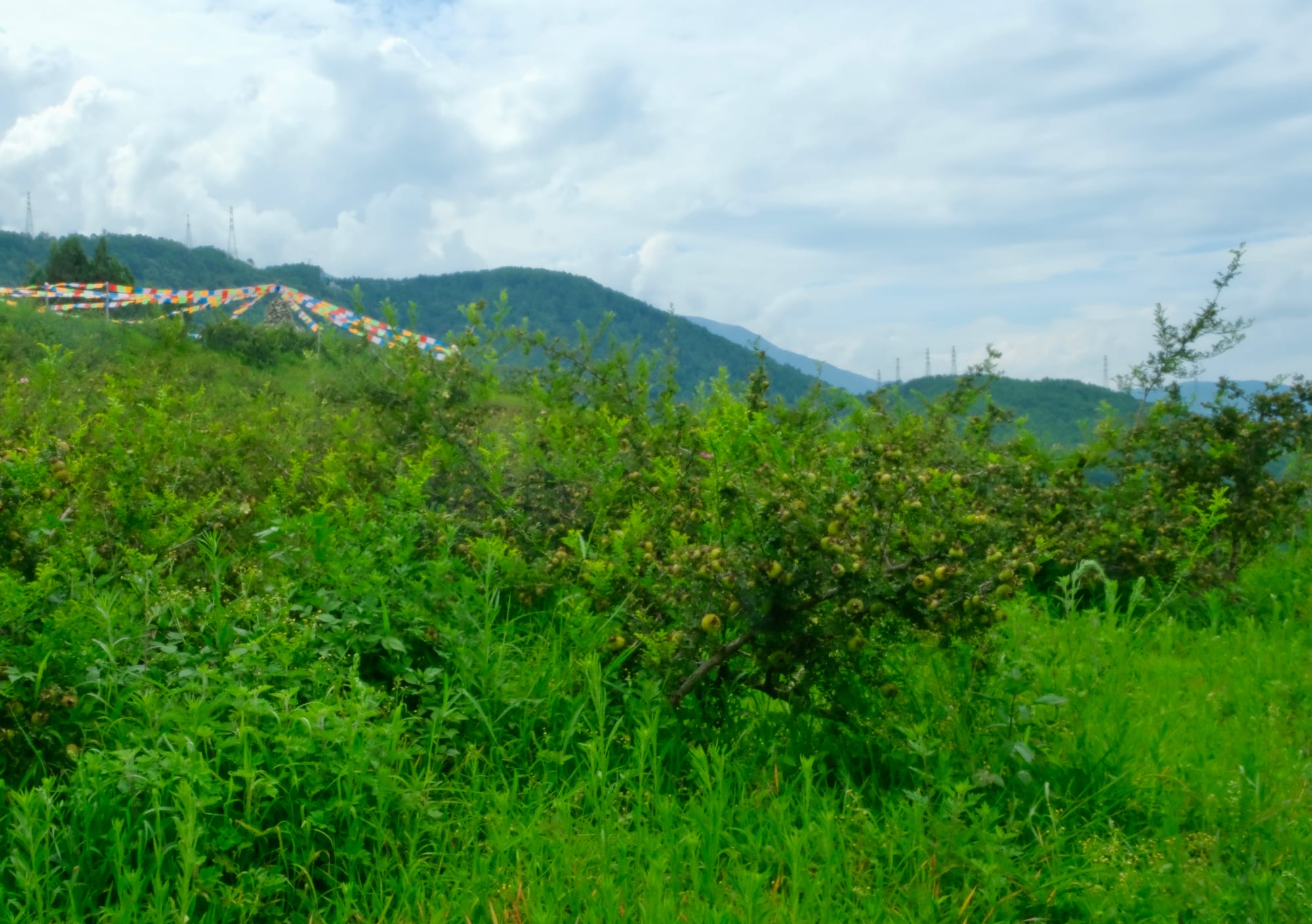 A lush green meadow with a wall of cili fruit plants bisecting it.