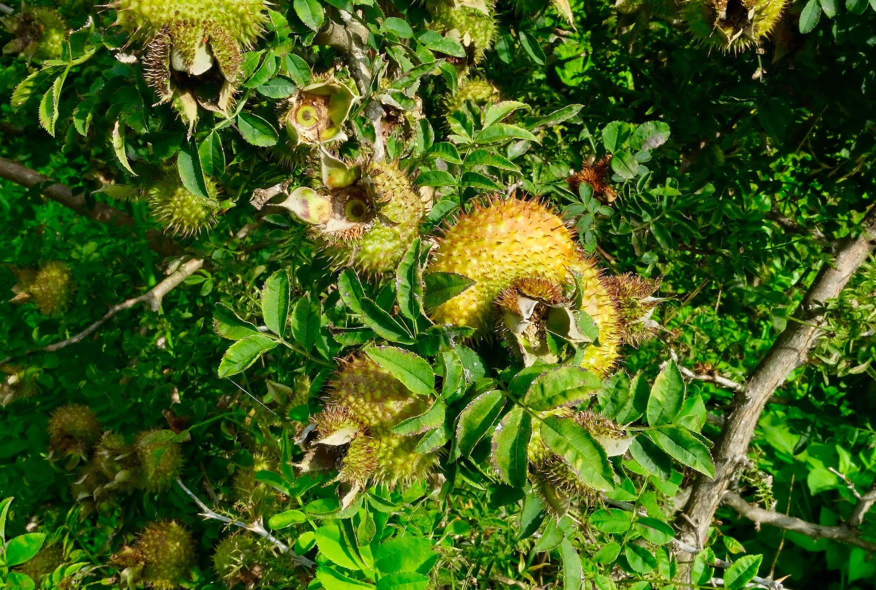 A yellow spiky cili fruit plant basking in the sun with narrow green leaves surrounding it.
