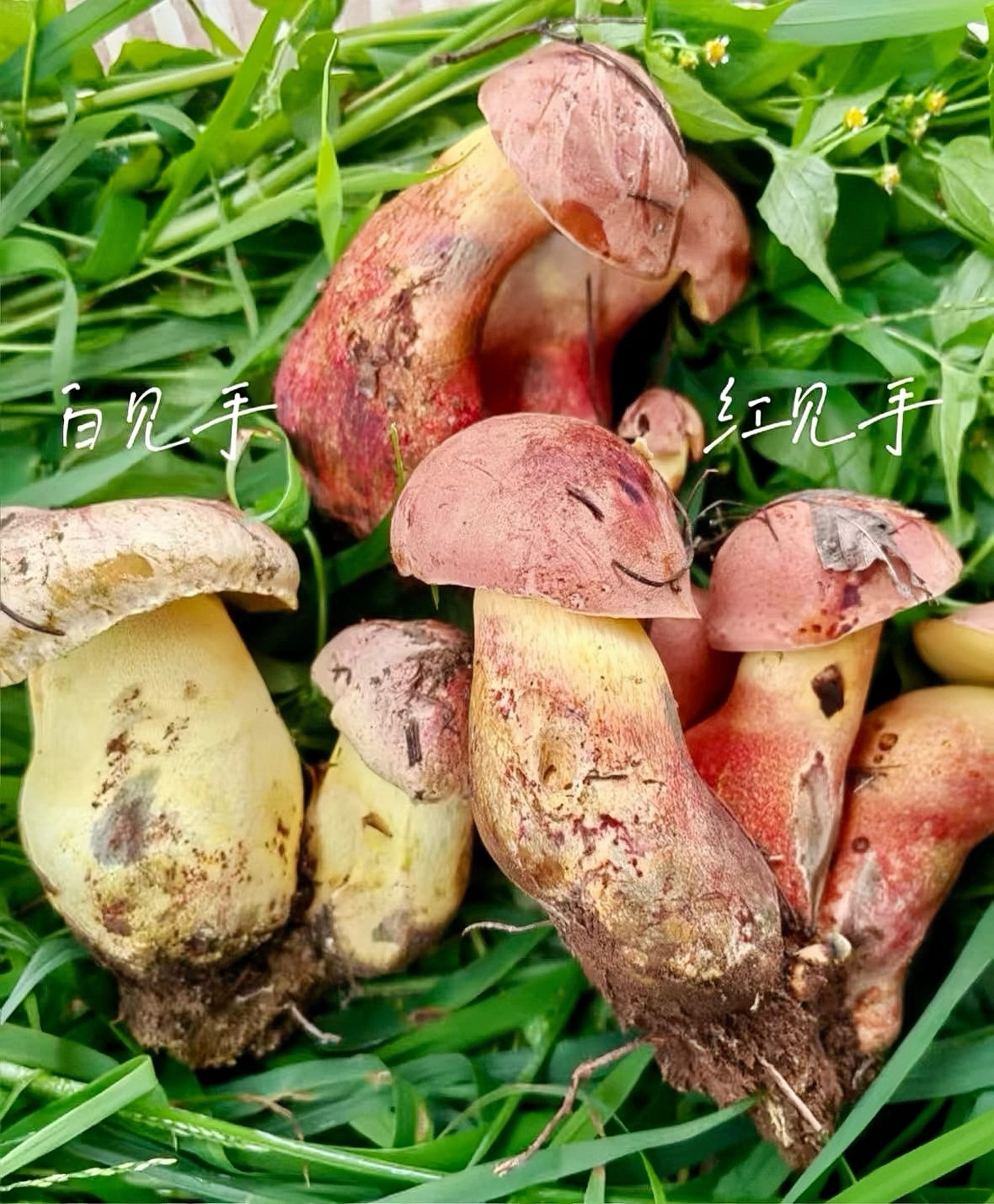 A close up of rose colored mushrooms sitting on green grass.