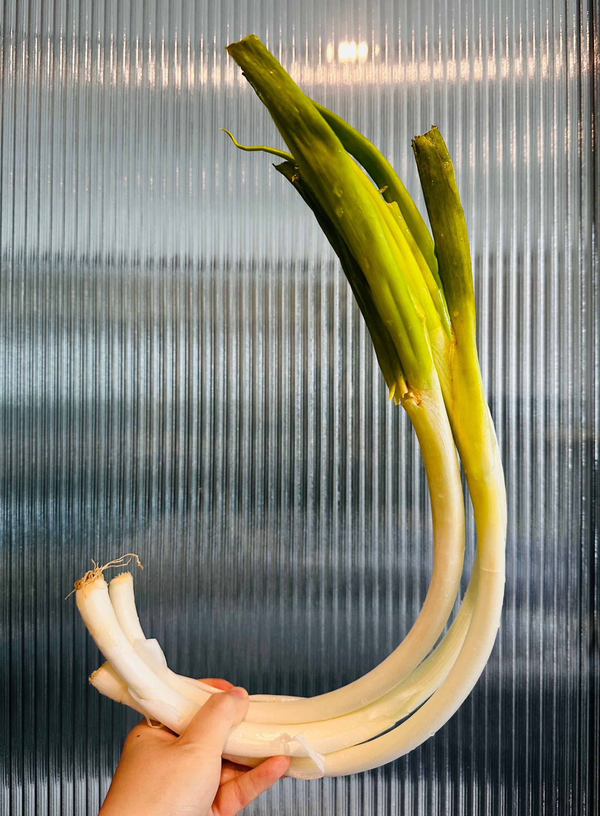 Large white/green scallions being held up by a human hand.