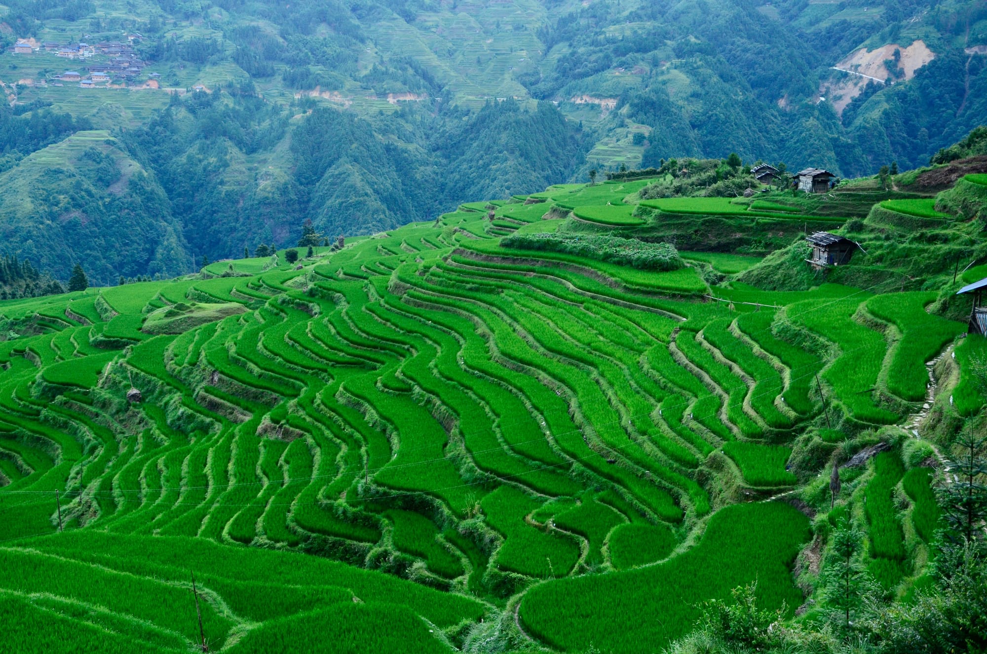 Vibrant green rice terraces in Guizhou.