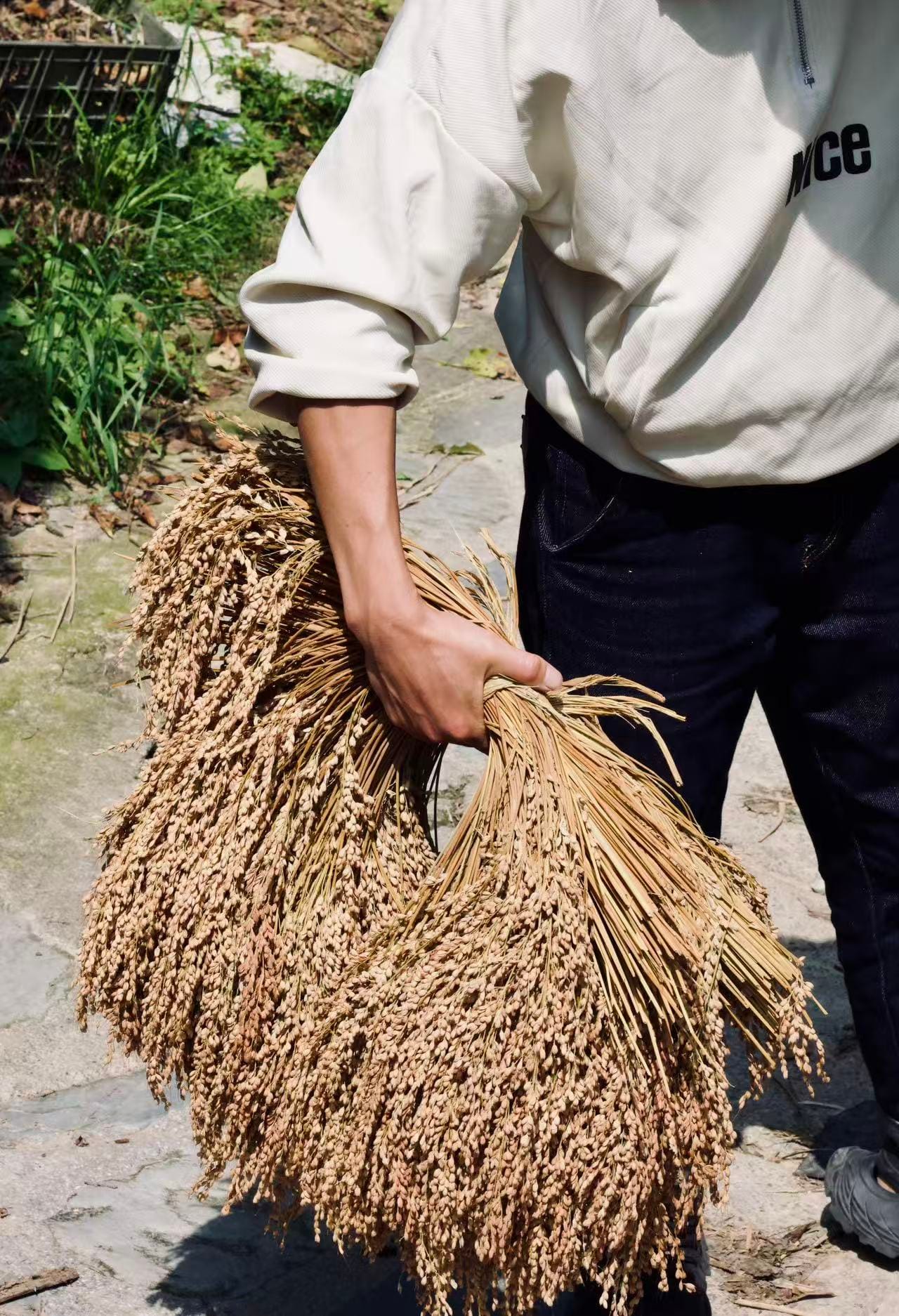 A person holding bushels of rice plants, dried out.