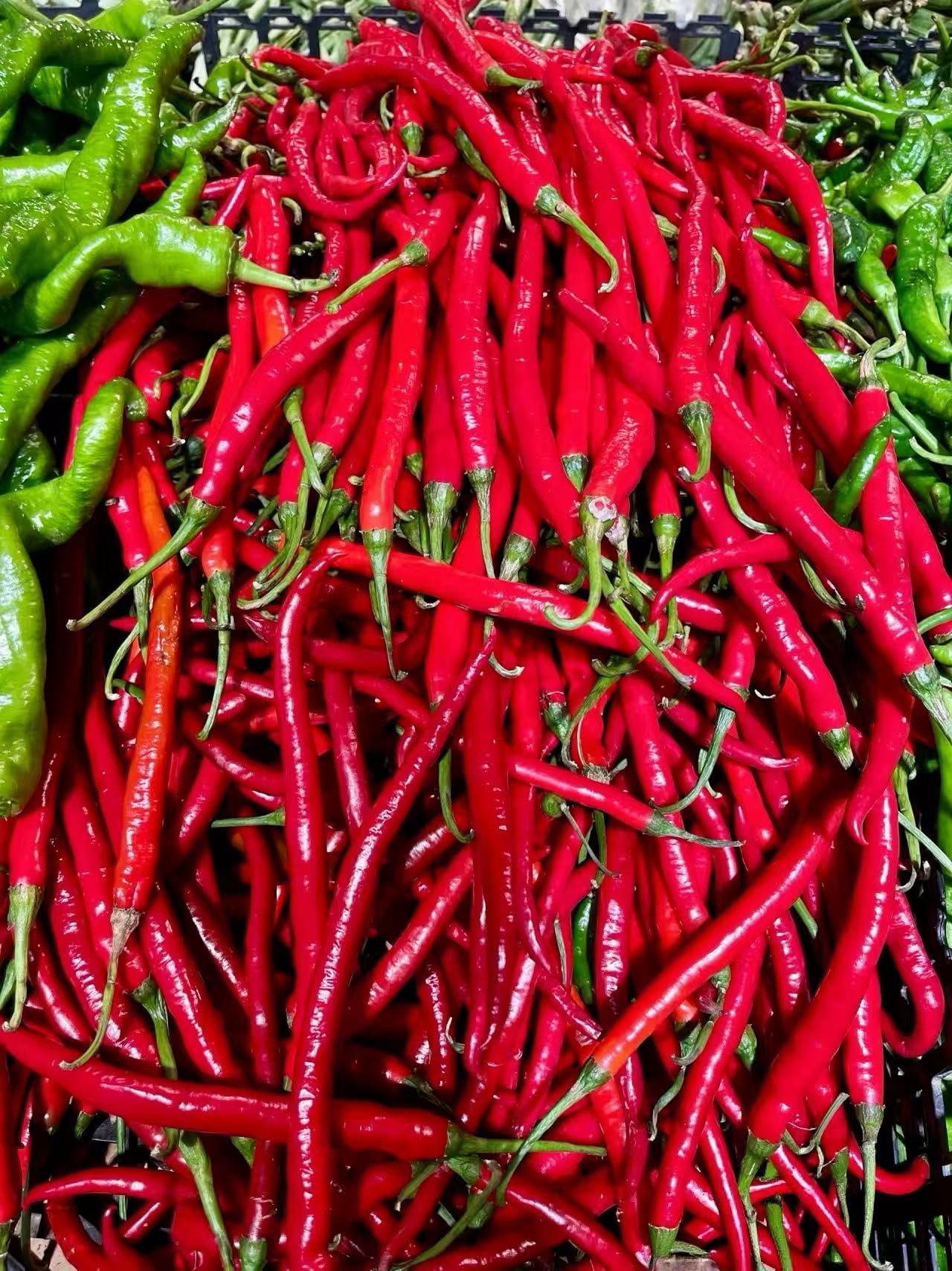 A close up photo of a bin of erjingtao red chili peppers