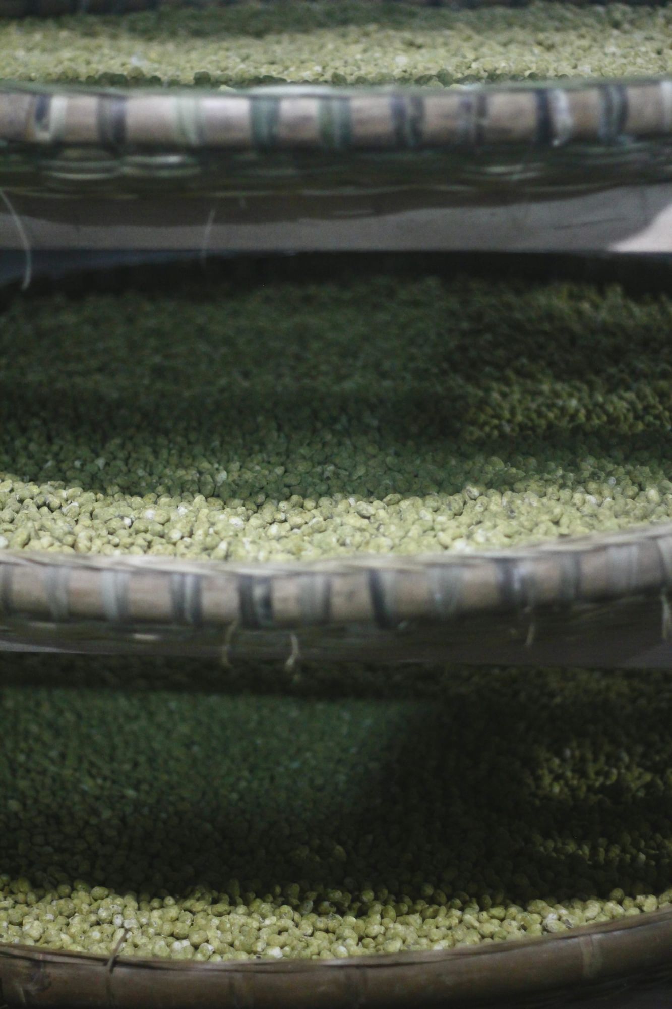 Three trays of fermenting soybeans rest on shelves on top of one another.
