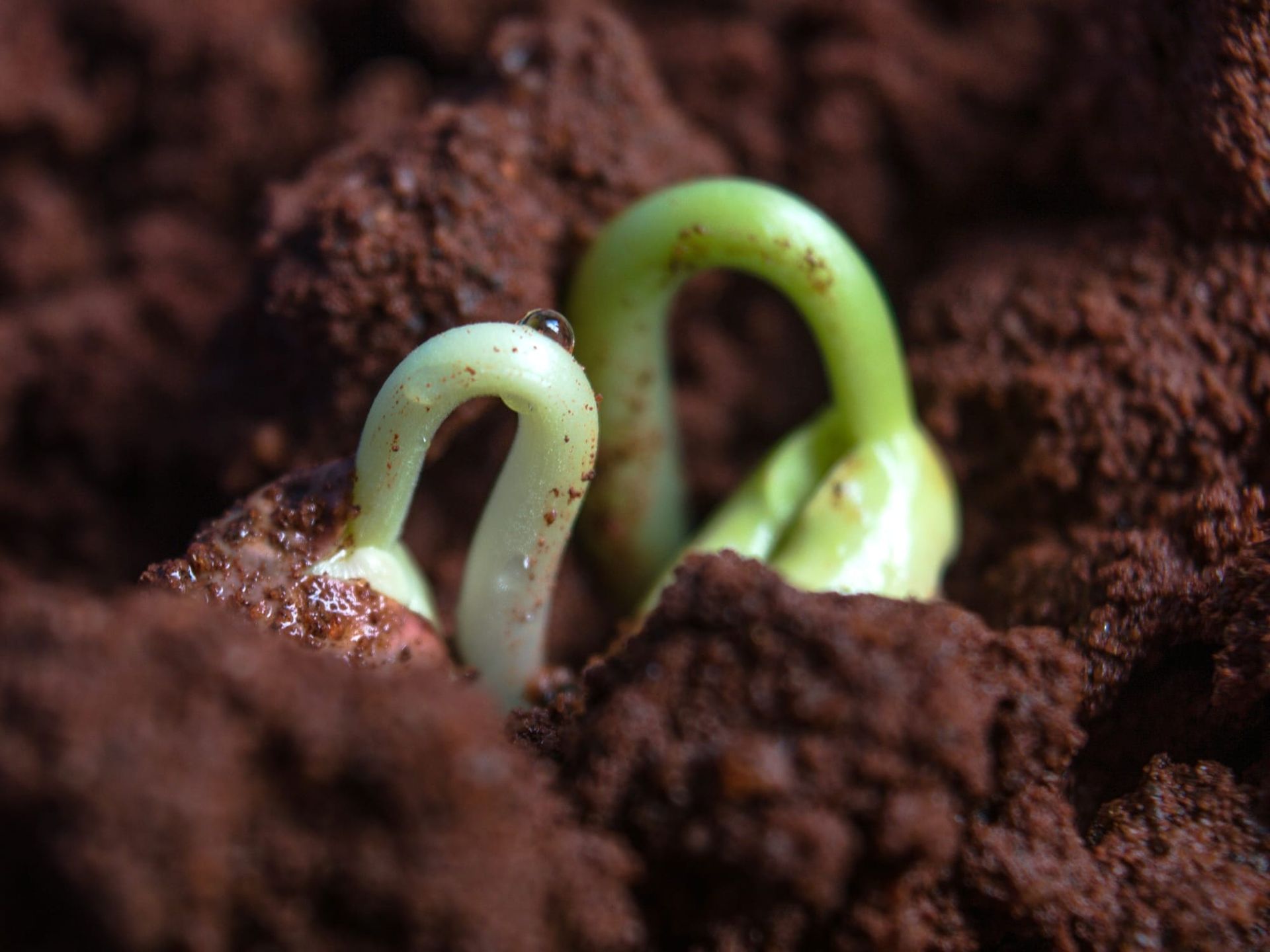 Two seedlings begin to sprout green out of deep rich brown soil.