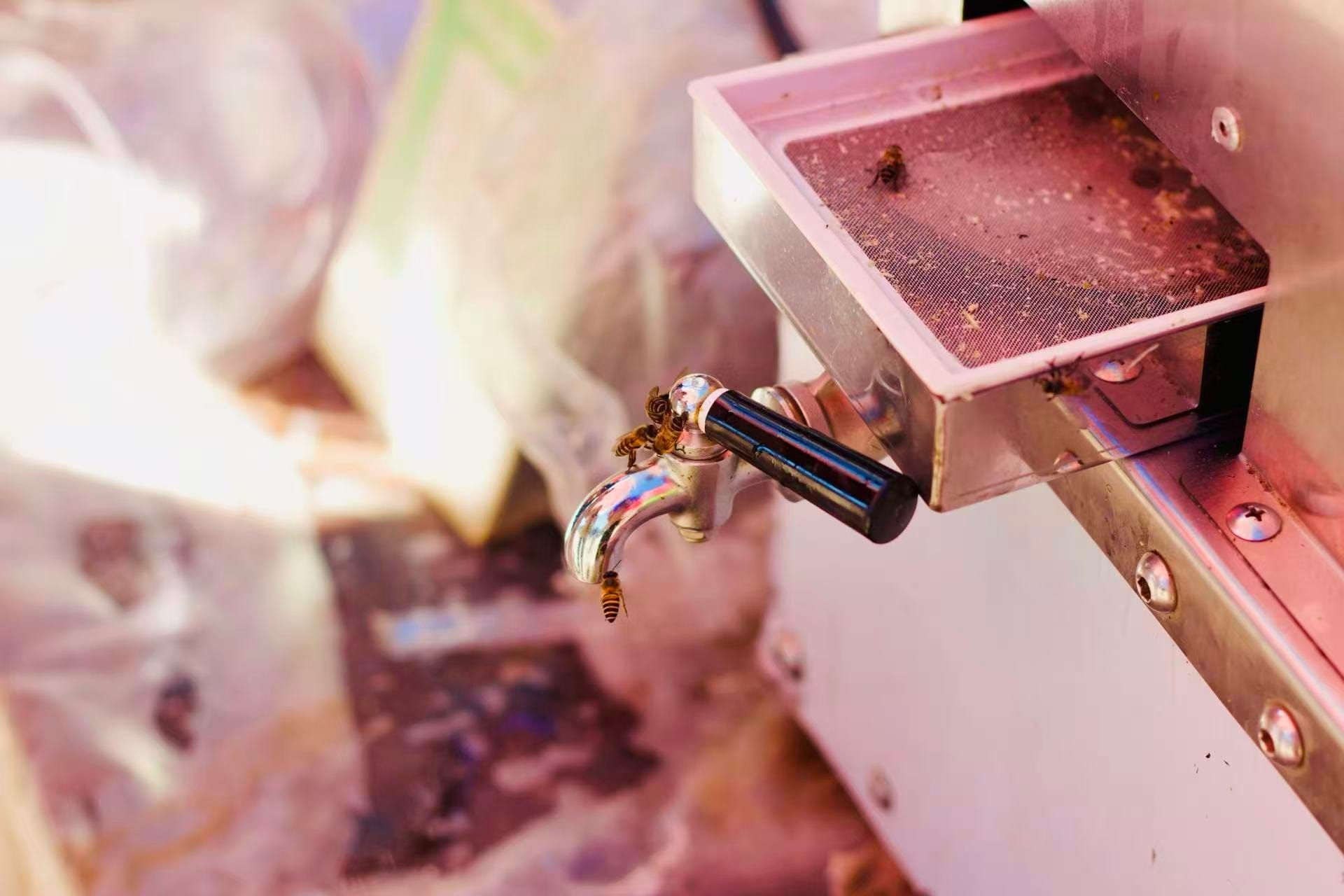 Bees circling the spout of a sugarcane juice press.