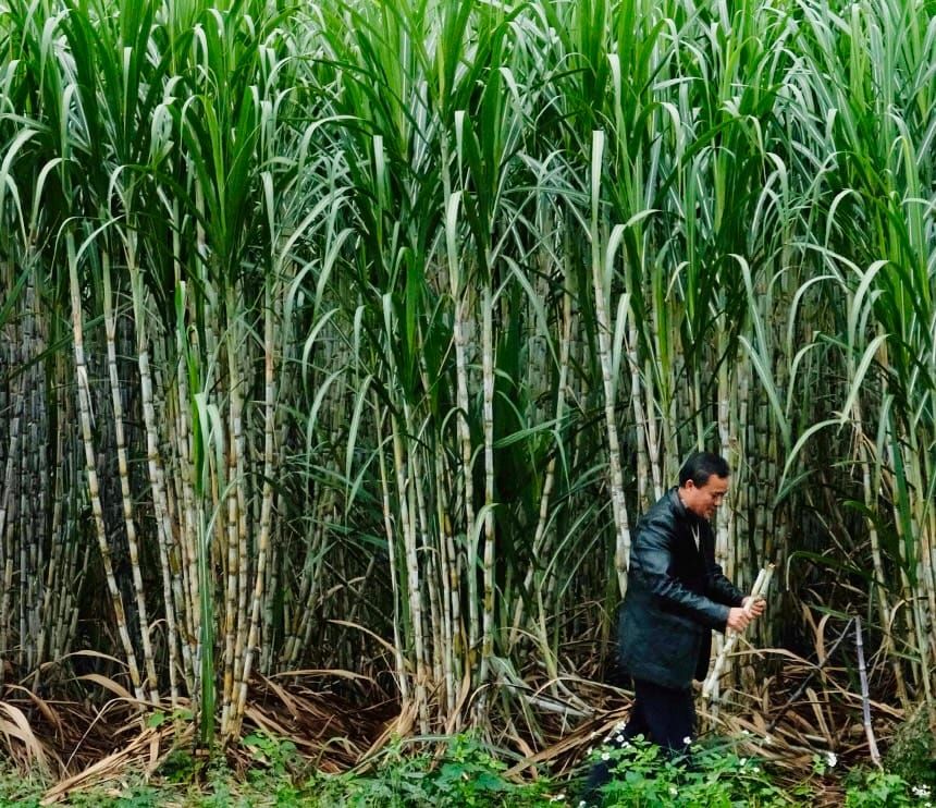 A Chinese man holds a piece of sugarcane in his hand, as he stands in front of 10 foot high sugarcane plants.