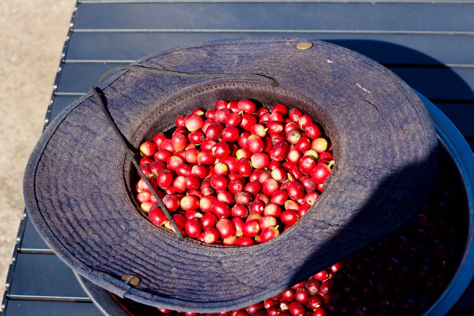 Sunshine over red coffee cherries