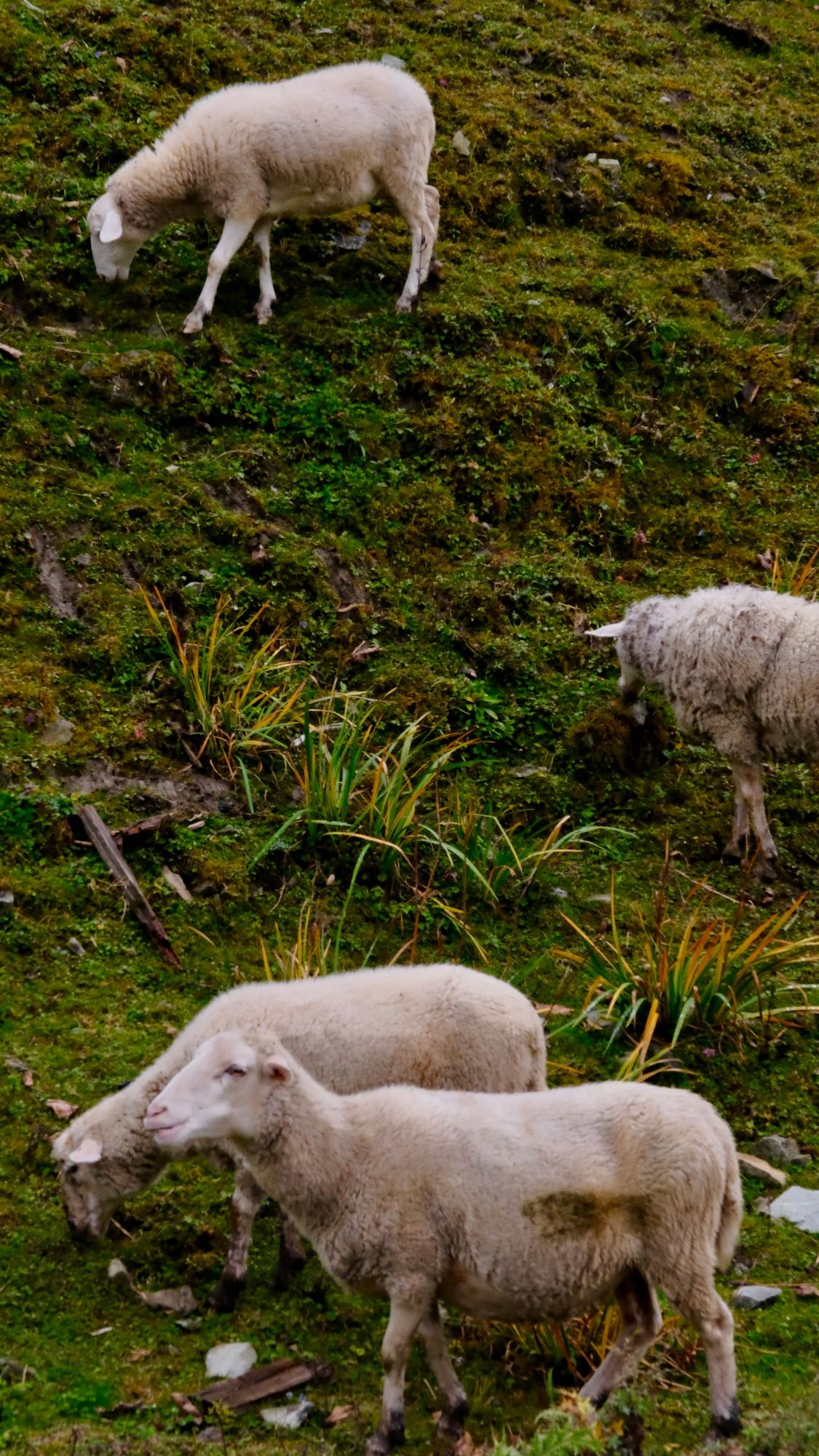 Sheep graze along a steep slope.