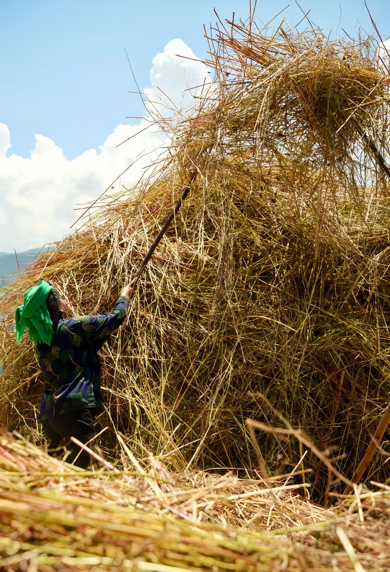 A local Yi female farmer in her late 50's uses a thin pitchfork-like stick to hoist buckwheat onto a giant pile.