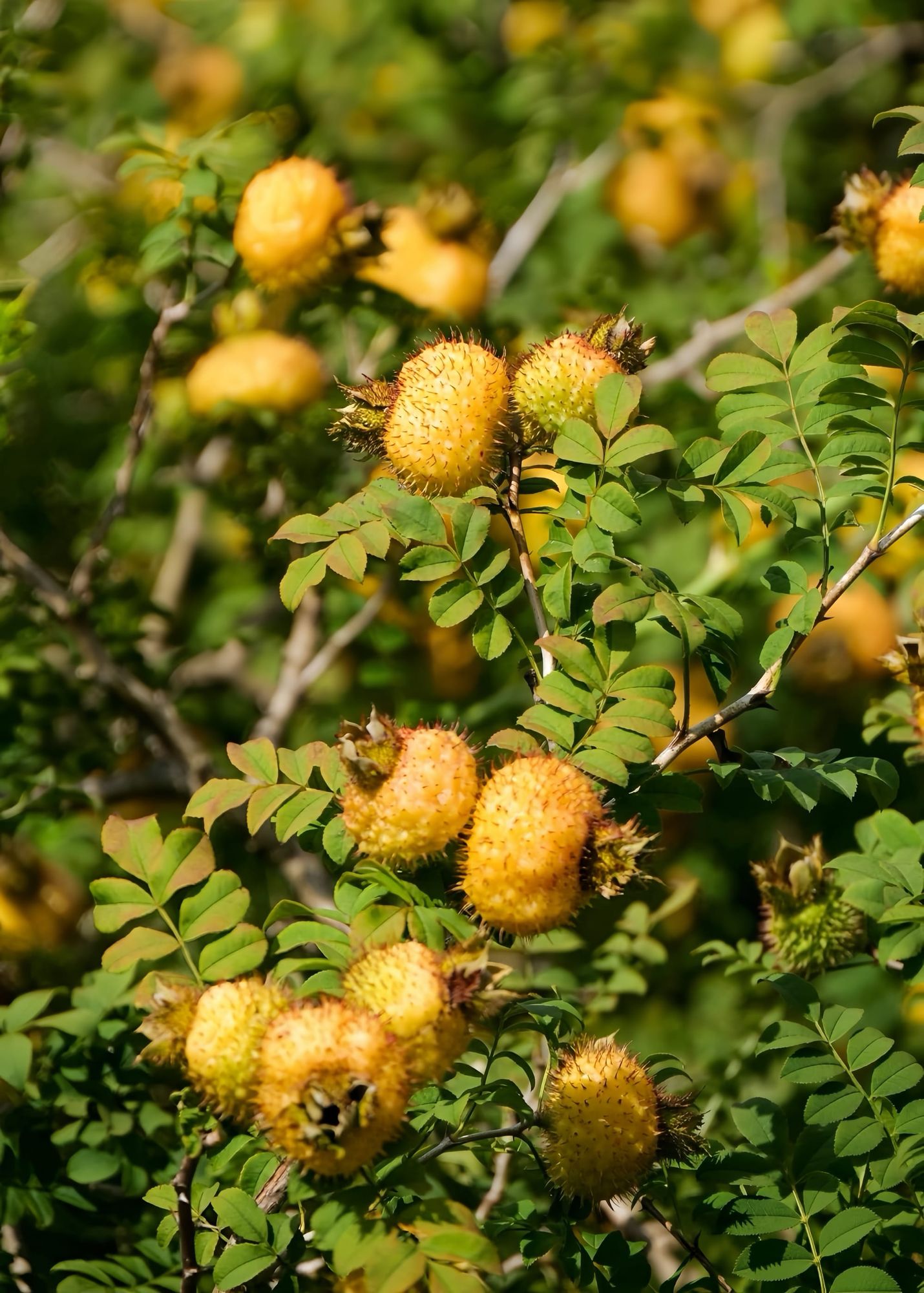 A close up photo of the spiky yellow cili fruits on their tree, surrounded by small green leaves.
