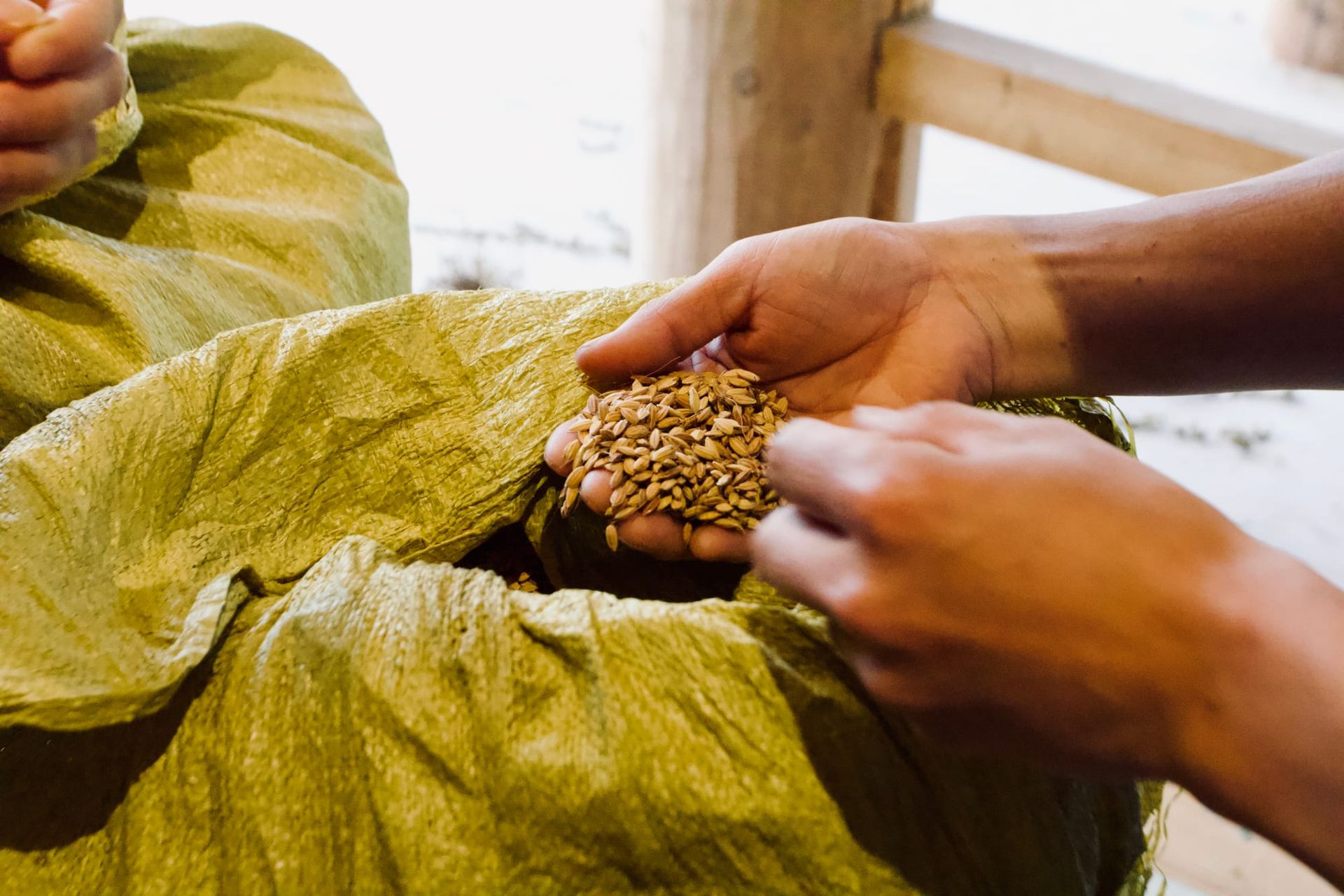 A hand pulls out a handful of glutinous rice seed from a green plastic burlap bag.