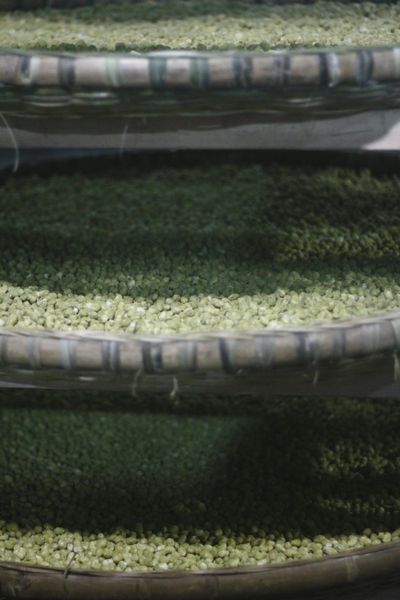 Three trays of fermenting soybeans rest on shelves on top of one another.