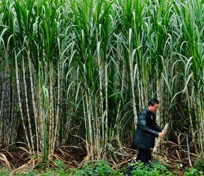 A Chinese man holds a piece of sugarcane in his hand, as he stands in front of 10 foot high sugarcane plants.