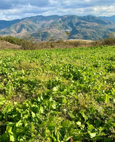 A lush green field of turnip leaves extends towards the base of a rolling forested mountain line.
