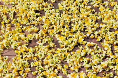 Tea tree flowers drying on a bamboo winnowing basket in the Jingmai Mountains, Yunnan
