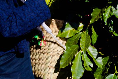 The basket used to collect coffee cherries