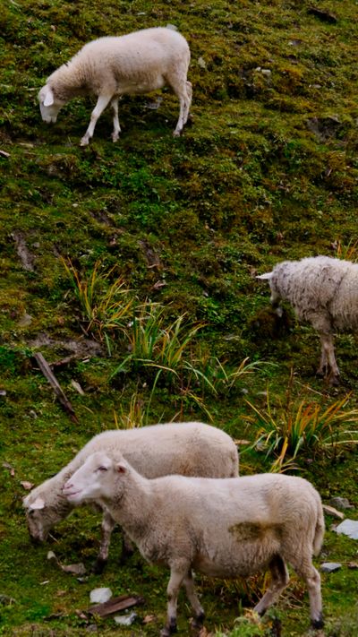 Sheep graze along a steep slope.