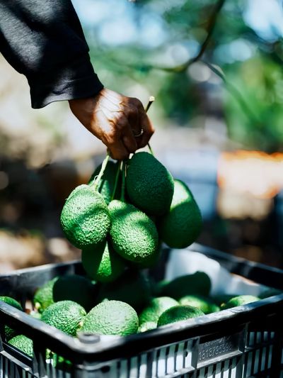 A farmer lowers a crop of avocados into a black plastic crate already full.