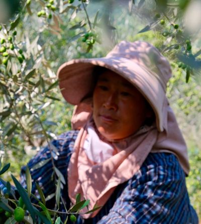 Chinese Olive Oil That Rivals the Mediterranean