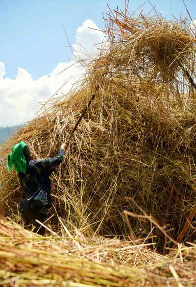 A local Yi female farmer in her late 50's uses a thin pitchfork-like stick to hoist buckwheat onto a giant pile.