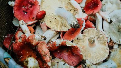 A close up of a basket of red capped mushrooms with white stems and underbellies.