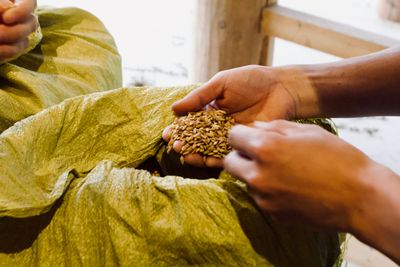 A hand pulls out a handful of glutinous rice seed from a green plastic burlap bag.