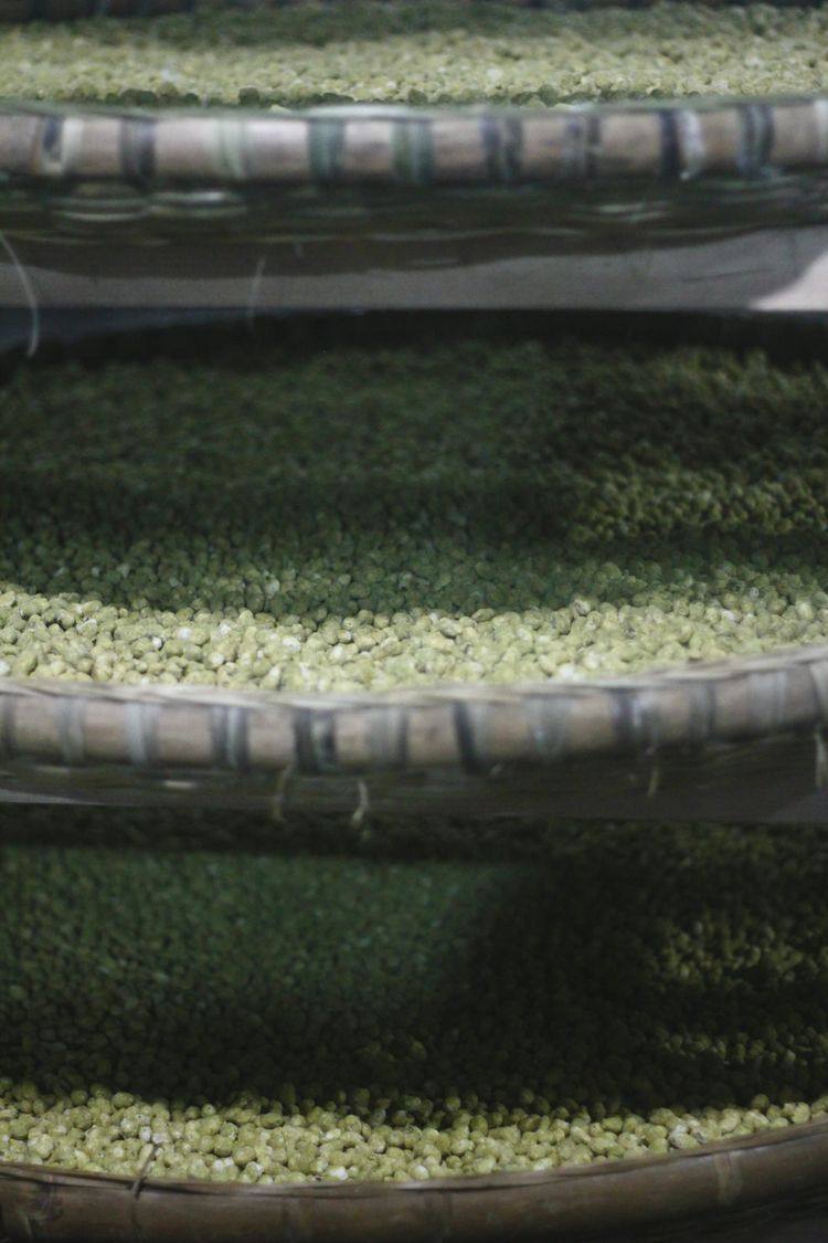 Three trays of fermenting soybeans rest on shelves on top of one another.