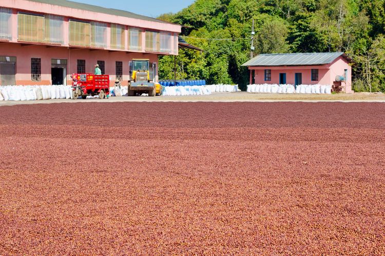 Coffee cherries at different stages of sun-drying