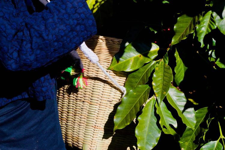 The basket used to collect coffee cherries