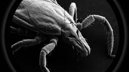 The Cold War Bioweapon Program Behind America's Lyme Crisis