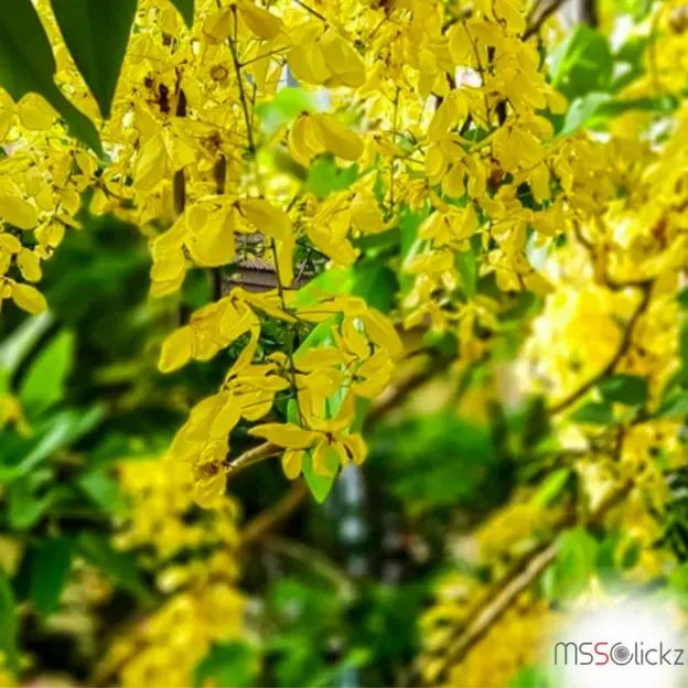 കാരാഗ്രഹത്തിലെ വിഷു