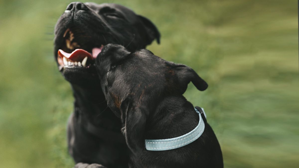 How Dogs Think and Learn – Why Canine Cognitive Behavioral Therapy is Effective