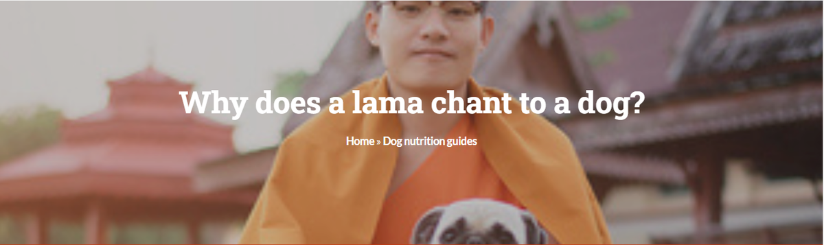 Why Does A Lama Chant To A Dog?