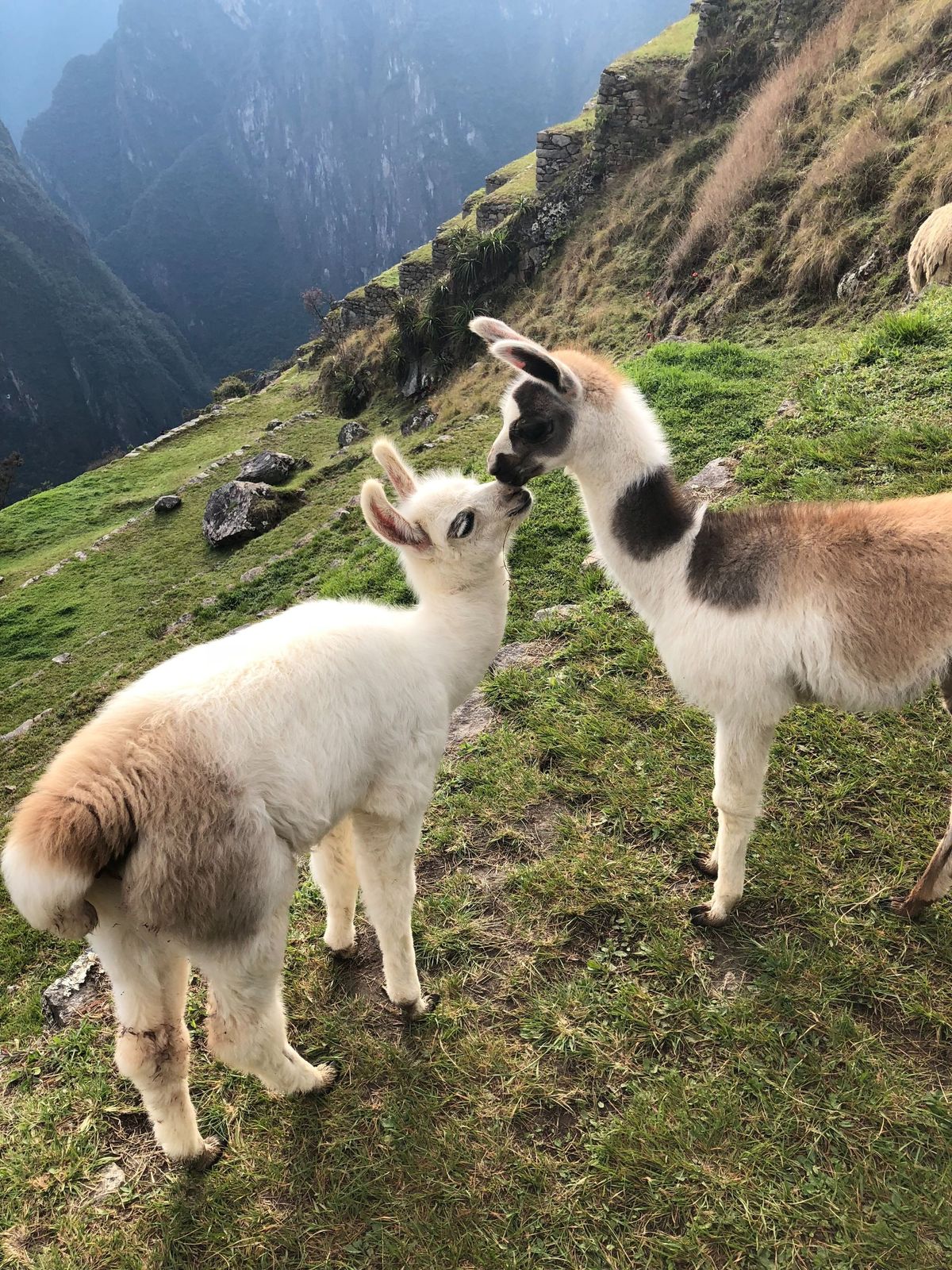 It’s Time To Stop Wondering if Animals Are Sentient—They Are