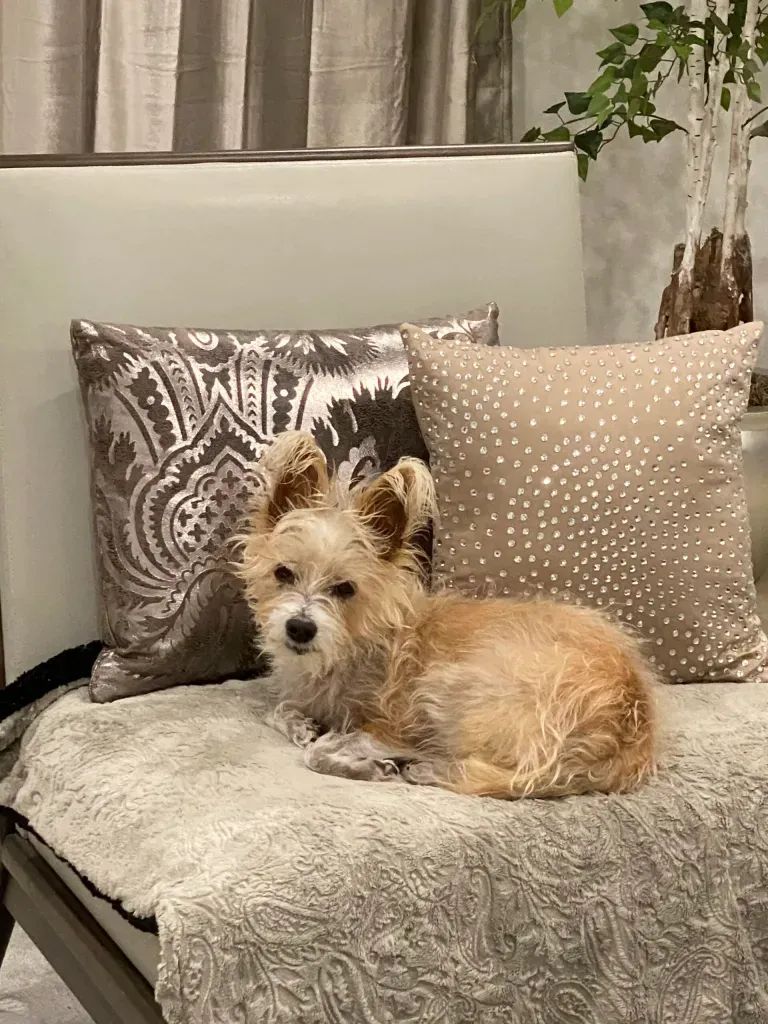 Congestive Heart Failure in Dogs – What We’re Doing: Sophie’s Story, Pt. 7-A Setback