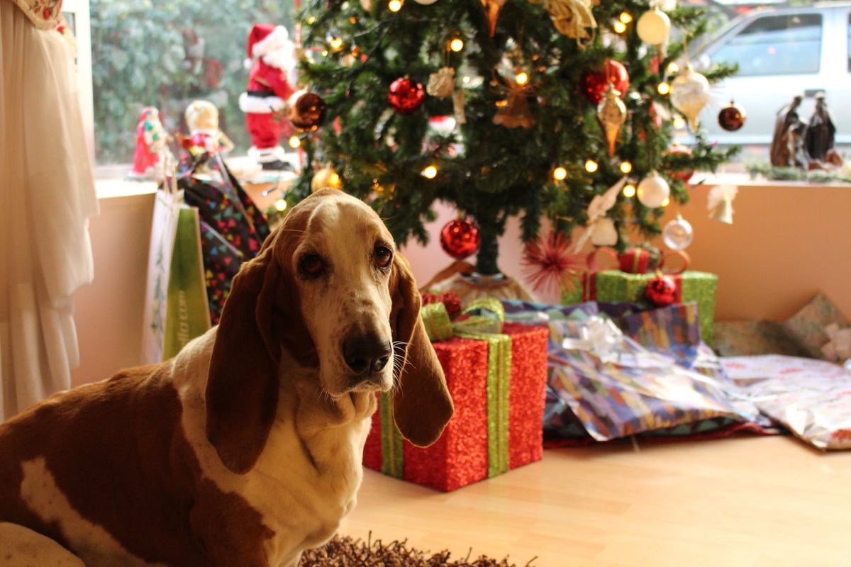 Overcome the Stress of Christmas with Support from Reboundog members