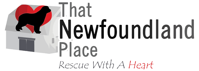 Get Your Newf in Shape with Low Calories Food Options