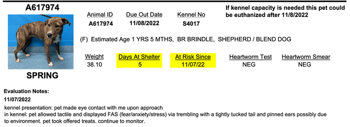 Let’s Stop Denying the Reality that we are Denying Dogs their Lives, and Change the Language of Euthanasia.