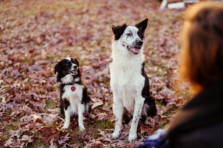 Dos and Don’ts at the Dog Park