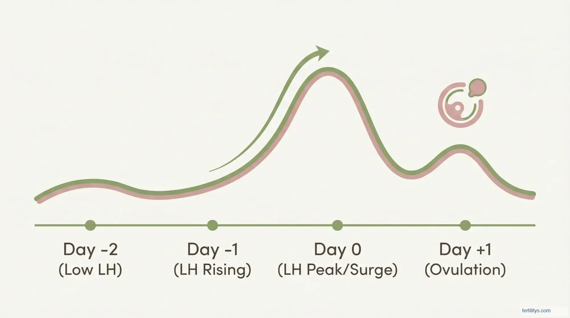 LH surge timeline diagram showing hormone levels from baseline through surge to ovulation
