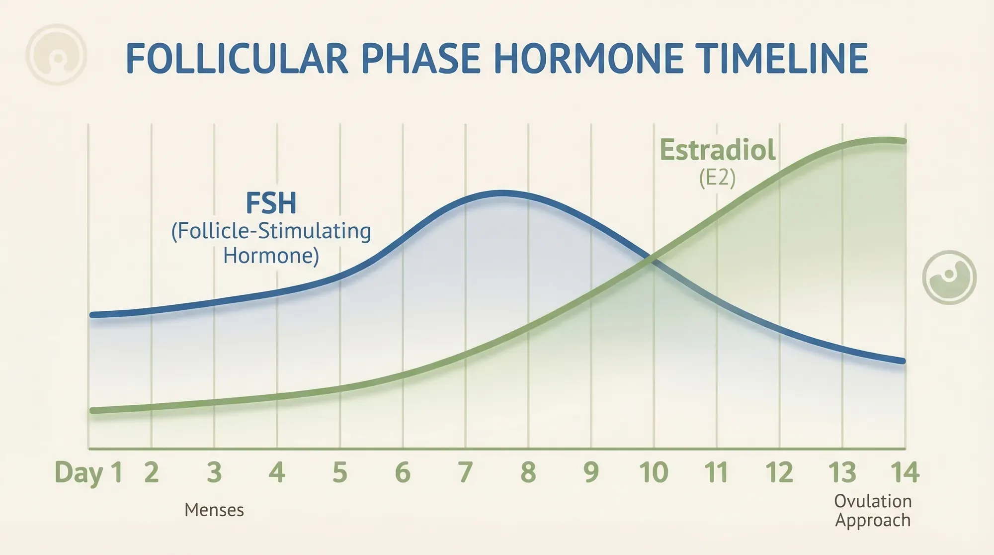 Follicular phase hormone timeline showing FSH and oestradiol levels from day 1 to ovulation