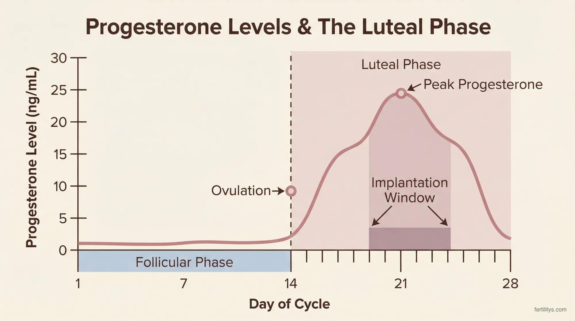 Progesterone levels throughout the menstrual cycle showing the luteal phase peak