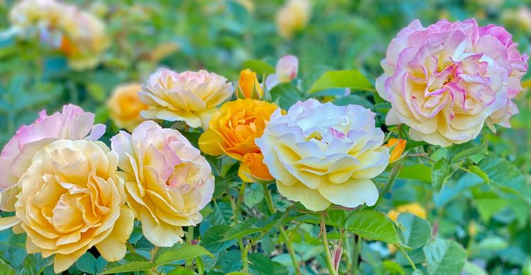 Download "A New Faith"