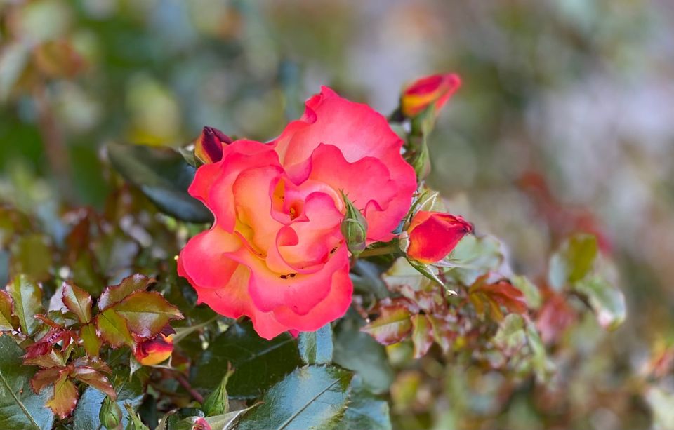 A New Faith: Part 3: Chapter 37