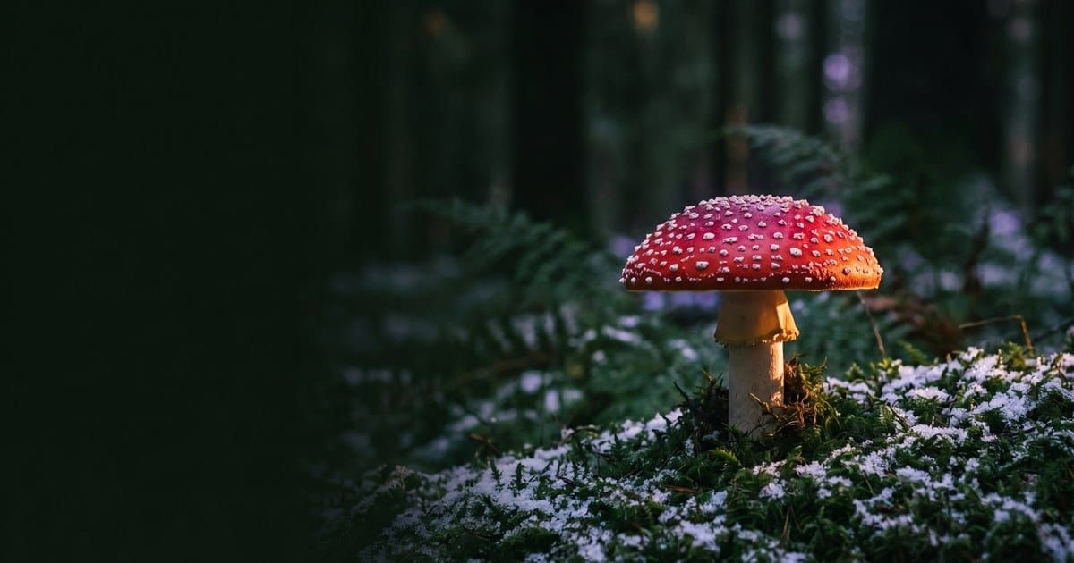 A single red-and-white Amanita muscaria mushroom on a dark, snow-dusted forest floor in low evening light.