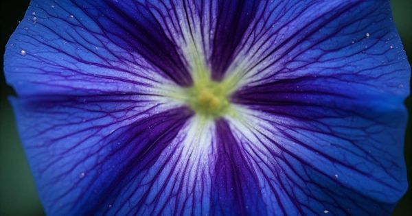 Macro close-up of a deep blue and violet morning glory flower showing radial vein patterns from a yellow center