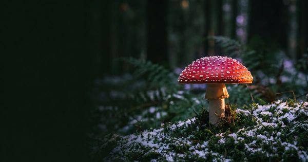 A single red-and-white Amanita muscaria mushroom on a dark, snow-dusted forest floor in low evening light.
