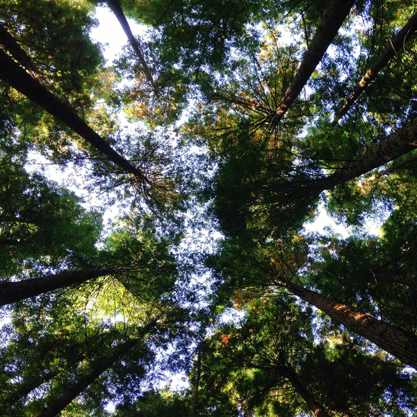 A Path to Scaling Voluntary Carbon Markets: A Smarter Markets TM   Digital Roundtable I Featuring Abaxx, Base Carbon, The Wall Street Green Summit, AirCarbon, and Evolution Markets