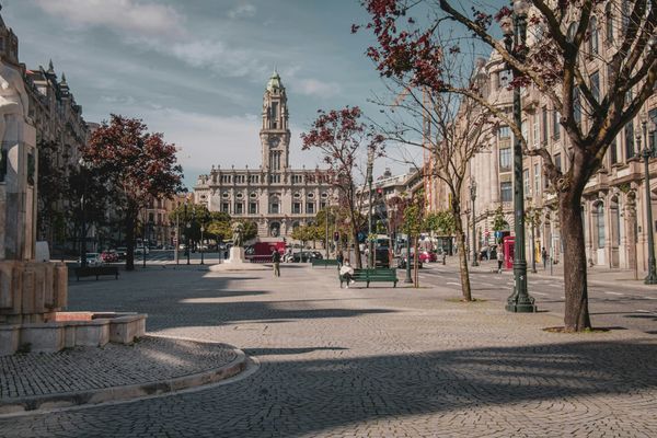 Os Aliados vão perder 19 árvores. E a Câmara está a avaliar as 225 das escolas municipais até ao fim de outubro